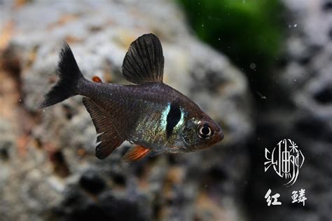 鐵甲武士 魚|紅鱗水族 Redscales Aquarium: 長鬚鐵甲武士 Pterodoras granulosus